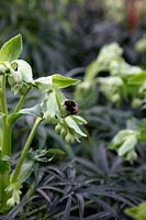 Helleborus foetidus AGM flowering in January with Bombus terrestris - Bumble Bee feeding