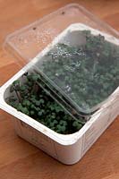 Mustard - Brassica juncea sprouts grown on kitchen paper in recycled supermarket food container