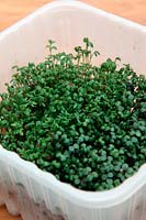 Mustard and cress - Lepidium sativum and Brassica juncea sprouts grown in reused supermarket food container