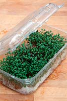 Cress - Lepidium sativum sprouts grown in recycled and lidded fresh fruit container which makes a ventilated mini greenhouse