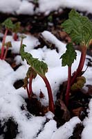 Rhubarb - Rheum x hybridum 'Timperley Early' growing through snow in January