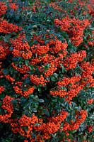 Orange Pyracantha berries in January - in a place where birds have not eaten the fruits