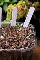 Germinating tomato seedlings sown in recycled supermarket fruit container