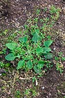 Common garden weeds - Capsella bursa-pastoris - Shepherd's Purse