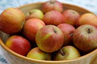 Malus domestica 'Coxs Orange Pippin' - a bowl of eating apples
