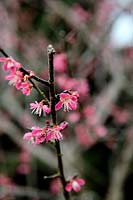 Prunus mume 'Beni Shidare' in February