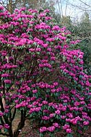 Rhododendron sutchuenense at Marwood Hill Garden in late winter