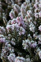 Erica carnea 'Pink Spangles' with hoar frost in late winter