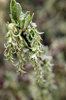 Oemleria cerasiformis - flowers with hoar frost in late winter
