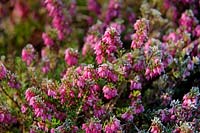 Erica carnea 'Rotes Juwel' - flowers with frost in late winter