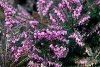 Erica x darleyensis 'Kramer's Rote' with frost in late winter