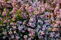 Erica carnea 'Lesley Sparkes' with frost in late winter