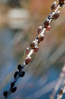 Catkins of Salix irrorata in late winter