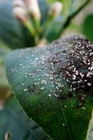 Citrus leaf with evidence of infection by aphids on the leaf above - honeydew is excreted and forms sooty mould marks also moulted aphid skins
