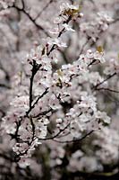 Prunus cerasifera 'Pissardii' - Cherry Plum in early March