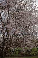 Prunus cerasifera 'Pissardii' - Cherry Plum in early March