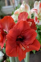 Hippeastrum 'Red Lion' with Hippeastrum 'Ambience' at rear