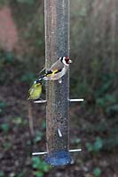 Siskin and Goldfinch on niger seed feeder Carduelis spinus and Carduelis carduelis