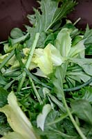 Late winter salad with Valerianella locusta - Corn salad or Lambs lettuce, Chicory - Cichorium intybus, Chives - Allium schoenoprasum and Mizuna - Brassica rapa  - Chinese Group - 