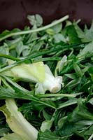 Late winter salad with Valerianella locusta - Corn salad or Lambs lettuce, Chicory - Cichorium intybus, Chives - Allium schoenoprasum and Mizuna - Brassica rapa  - Chinese Group - 