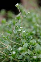 Common Garden Weeds - Common chickweed - Stellaria media