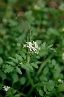 Common Garden Weeds - Hairy Bittercress - Cardamine hirsuta