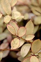 Pseudowintera colorata foliage