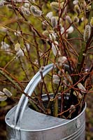 Salix daphnoides 'Aglaia' catkins in spring - picked branches in a watering can