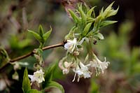 Lonicera fragrantissima - scented winter honeysuckle