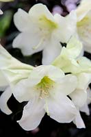Rhododendron 'Beatrix Anderson'
