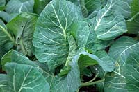 Brassica 'Greensleeves' - Spring Cabbage