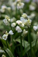 Allium paradoxum var. normale
