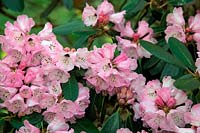 Rhododendron fulvum at Marwood Hill Garden