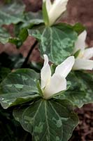 Trillium chloropetalum white flowered