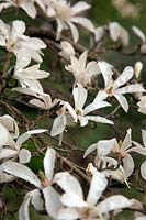 Magnolia proctoriana in Chiffchaffs Garden, Bourton, Dorset