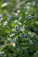 Valerianella locusta Corn salad or Lambs lettuce - gone to flower but still edible and adds some further interest to spring salads