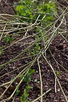 Pea - Pisium sativum 'Early Onward' - young plants protected from bird damage by using prunings of Cornus stolonifera 'Flaviramea' which will later be used to support the plants