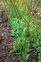 Pea - Pisium sativum 'Early Onward' - supported with pea sticks cut from prunings of Cornus stolonifera 'Flaviramea'