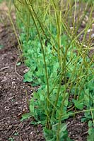 Pea - Pisium sativum 'Early Onward' - supported with pea sticks cut from prunings of Cornus stolonifera 'Flaviramea'