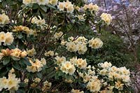 Rhododendron 'Harvest Moon'