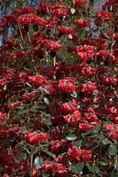 Rhododendron thomsonii EGM084