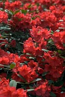 Rhododendron 'Creeping Jenny'