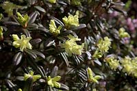 Rhododendron 'Chiff Chaff'