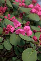 Rhododendron orbiculare - Sandling Park form