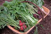 Raphanus sativus - Salad Radish 'Viola' and White Icicle' and Cherry Belle' with Namenia - Salad leaves Oriental Brassica in a trug