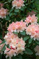 Rhododendron 'Souvenir of W C Slocock'