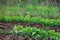 Vegetable garden in May - Foreground Broad Bean - Vicia faba 'The Sutton' then an old crop of overwintered perpetual spinach soon to be removed then Pea Pisum sativum 'Early Onward' with Broad Bean - Vicia faba 'Witkeim Manita' AGM in flower