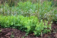 Vegetable garden in May - Foreground Pea Pisum sativum 'Early Onward' with Broad Bean - Vicia faba 'Witkeim Manita' AGM in flower