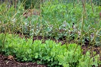 Vegetable garden in May - Foreground Pea Pisum sativum 'Early Onward' with Broad Bean - Vicia faba 'Witkeim Manita' AGM in flower