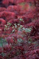 Cow Parsley - Anthriscus sylvestris with Acer dissectum 'Garnet'